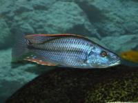 سیچلاید کوپر سیسپِز هاپلوکرومیس ( Haplochromis Compressiceps)