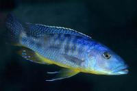 سیچلاید ماکروستوما هاپلوکرومیس (  Haplochromis Macrostoma)