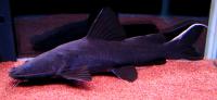 گربه ماهی الماس سیاه (Black Diamond Catfish)