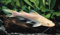 گربه ماهی میتوس آلبینو (Albino Mystus Catfish)