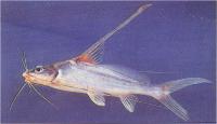 گربه ماهی رودخانه بوکورت (Bocourts Rivcr Catfish)