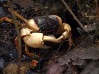 میگو چوبی (Regal Crab)