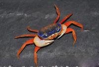 خرچنگ رنگی تایلندی (Thai Colored Crab)