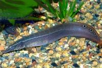 مارماهی خاردار (Spiny Eel)