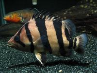 ماهی ببری معمولی (Common Tiger Fish)