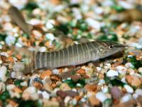 لوچ شنی گوره خری دم قرمز (Redtail Zebra Sand Loach)